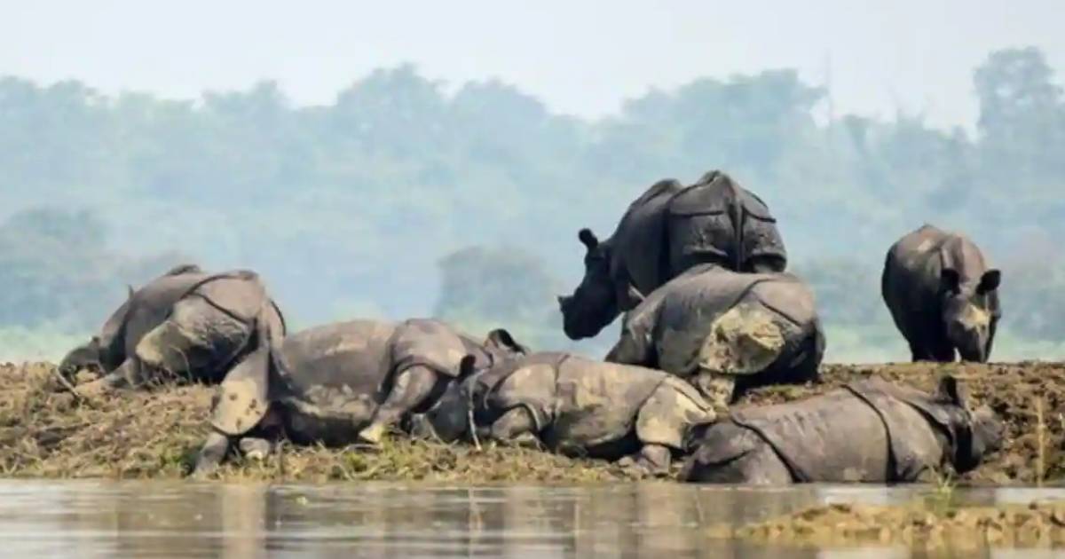 Two Rhinos return to Assam Wildlife Sanctuary after 40 yrs